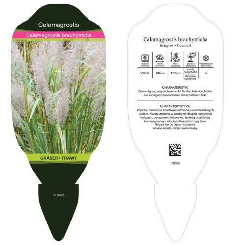 TŘTINA CHLOUPKATÁ - CALAMAGROSTIS BRACHYTRICHA