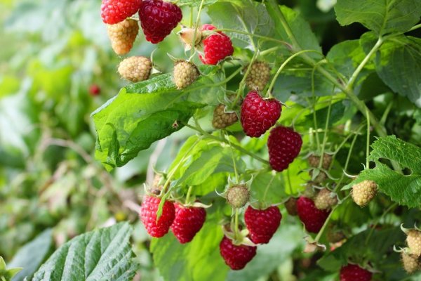 MALINA STÁLEPLODÍCÍ - RUBUS IDAEUS BOHÉME