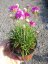 ARMERIA MARITIMA - TRÁVNIČKA PŘÍMOŘSKÁ FIALOVÁ