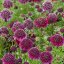 HLAVÁČ  FIALOVÝ - SCABIOSA COLUMBARIA BARROCCA