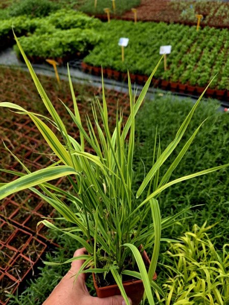 CHRASTICE RÁKOSOVITÁ - PHALARIS ARUNDINACEA ARCTIC SUN