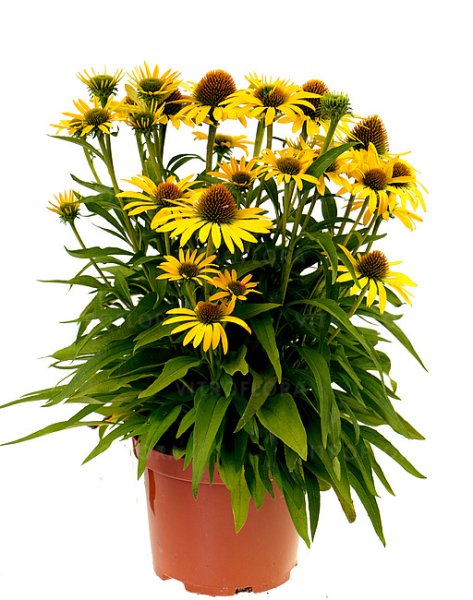 ECHINACEA PURP. FOUNTAIN YELLOW