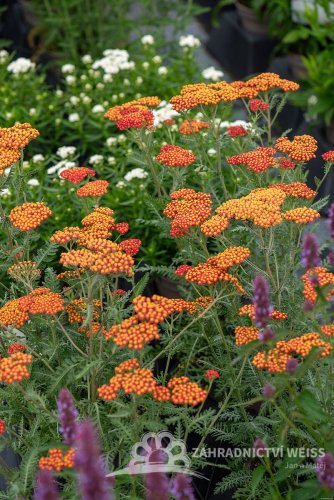 ACHILLEA MILLEFOLIUM WALTHER FUNCKE