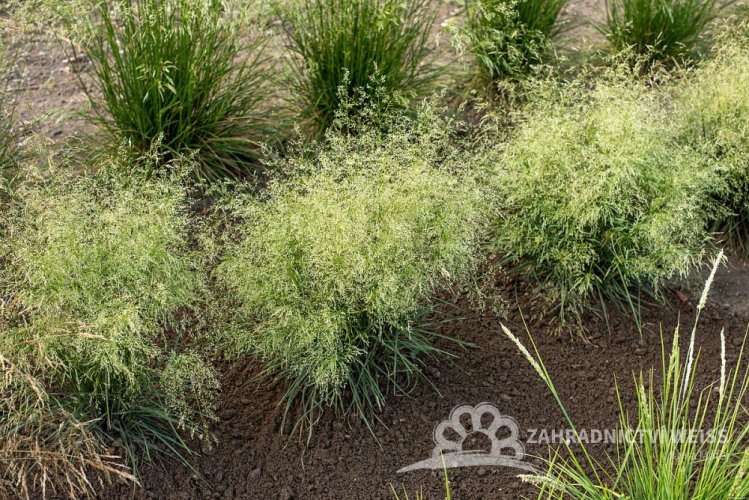 METLICE TRSNATÁ - DESCHAMPSIA CAESPITOSA PALAVA