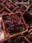 NETŘESK – SEMPERVIVUM GOLD RUSH