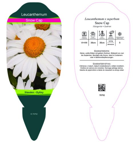 KOPRETINA LEUCANTHEMUM x SUPERBUM SNOW CAP