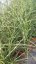 MISCANTHUS SINENSIS - LITTLE ZEBRA
