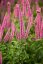 VERONICA LONGIFOLIA FIRST LOVE ZINGER ®