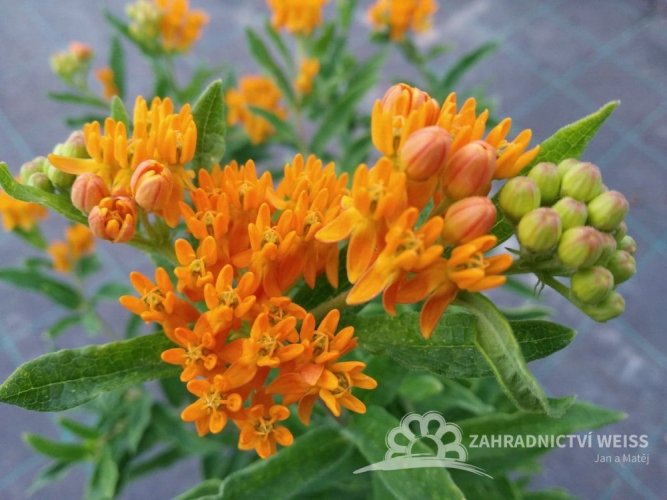 KLEJICHA - "ASCLEPIAS TUBEROSA"