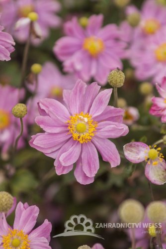SASANKA - ANEMONE PRETTY LADY EMILY