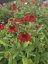 ECHINACEA PURP. SOMBRERO® SALSA RED