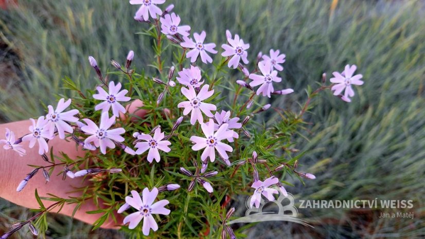 FLOX PLAZIVÝ - PHLOX SUBULATA FABULOUS BLUE VIOLET