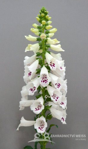NÁPRSTNÍK - DIGITALIS DOTTIE WHITE