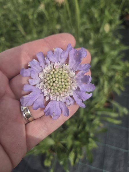 HLAVAČ KAVKAZSKÝ - SCABIOSA CAUCASICA PERFECTA