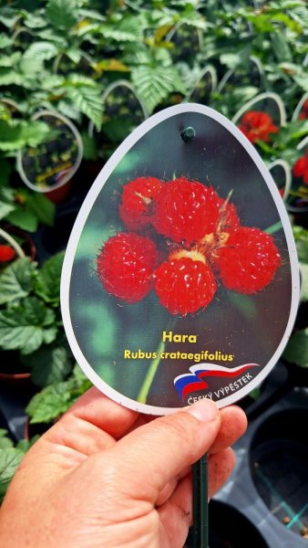 STROMKOVÝ MALINÍK - RUBUS RASBERRY TOWER HARA