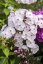PHLOX PANICULATA MOTHER OF PEARL