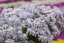 PHLOX SUBULATA SPRING LAVENDER