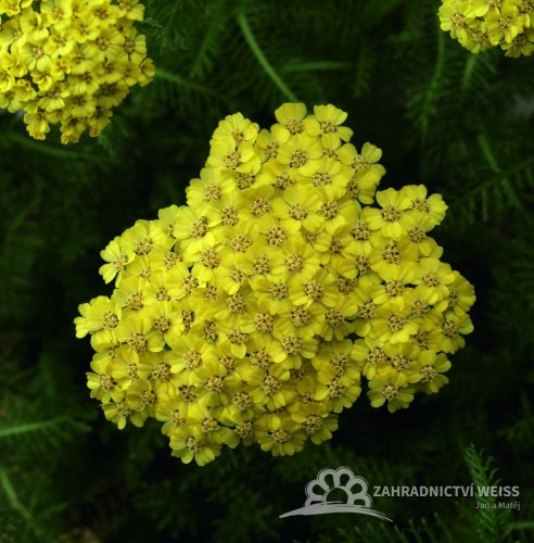 ACHILLEA MILLEFOLIUM - "DESERT EVE YELLOW"
