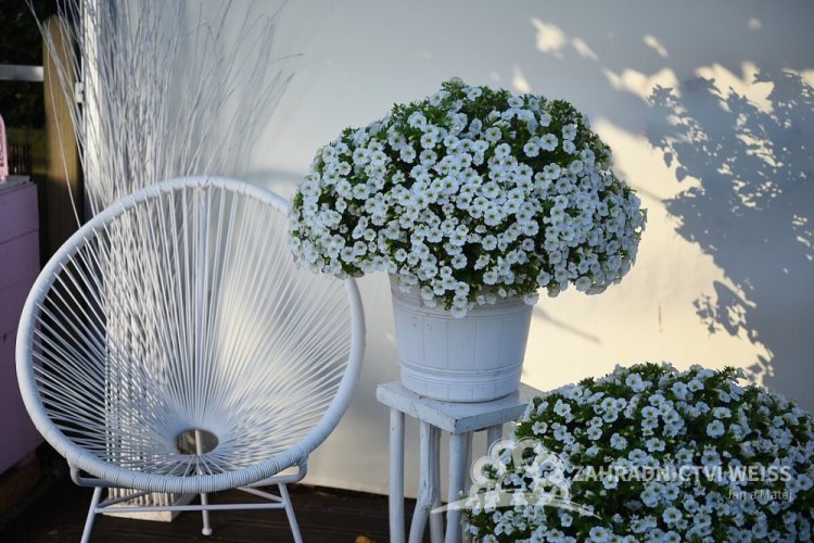 MILLION BELLS BÍLÝ „AL.KONA WHITE“
