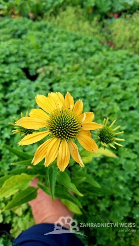 ECHINACEA PURPUREA  MELLOW YELLOWS