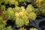 SEDUM KAMTSCHATICUM THE EDGE