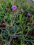 SPORÝŠ ARGENTÝNSKÝ – VERBENA BONARIENSIS LOLLIPOP
