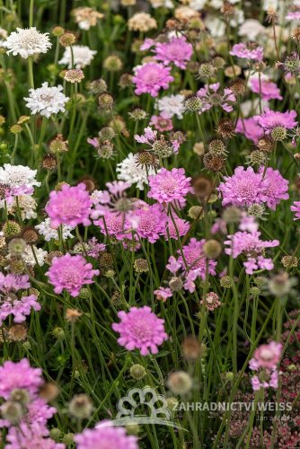 HLAVÁČ RŮŽOVÝ - SCABIOSA FLUTTER ROSE PINK