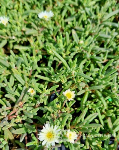 DELOSPERMA HYBRIDA GRAAF REINET