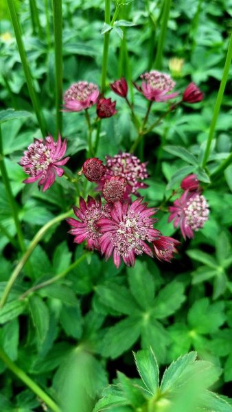 JARMANKA - ASTRANTIA ASTRA RED