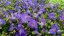 ZVONEK KARPATSKÝ - CAMPANULA KARPATICA AVIDA BLUE