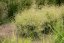 METLICE TRSNATÁ - DESCHAMPSIA CAESPITOSA PALAVA