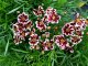 KRÁSNOOČKO - COREOPSIS – „RUBY FROST“