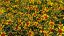 KRASNOOČKO - COREOPSIS VERTICILLATA FIREFLY
