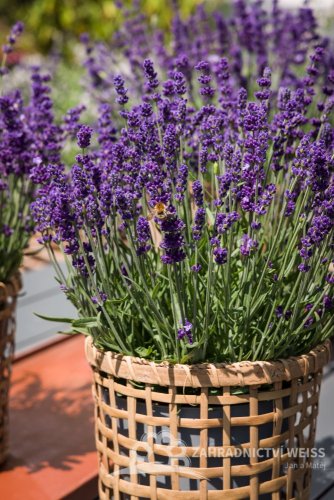 LEVANDULE - LAVANDULA ANGUSTIFOLIA  AROMATICO EVOLUTION