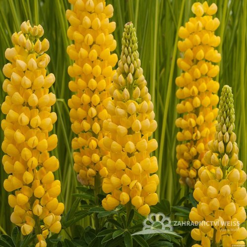 LUPINA - LUPINUS DESERT SUN