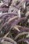 DOCHAN - PENNISETUM LITTLE RUBIN