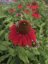 ECHINACEA PURP. SOMBRERO® SALSA RED