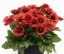 KOKARDA - GAILLARDIA "MESA RED"