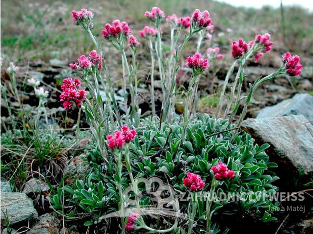 KOCIÁNEK - ANTENNARIA DIOICA ALEX DUGUID