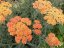 ACHILLEA MILLEFOLIUM „TERRACOTTA“