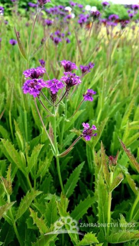 SPORÝŠ - VERBENA RIGIDA VENOSA LILAC