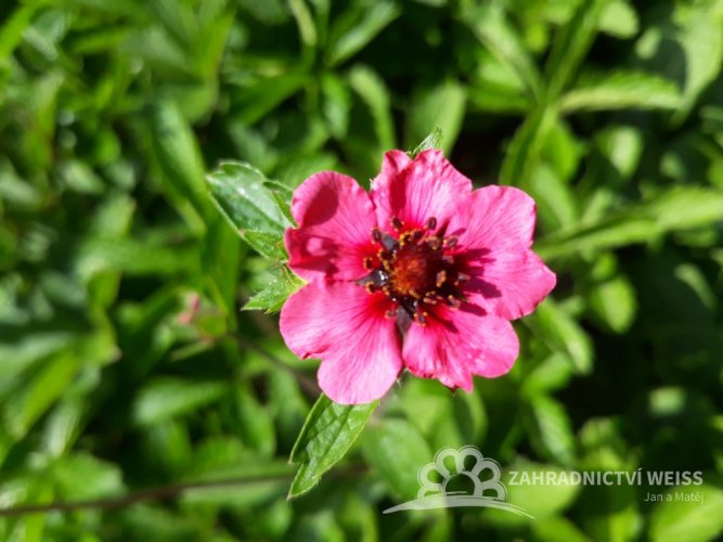MOCHNA - POTENTILLA "MISS WILLMOTT"