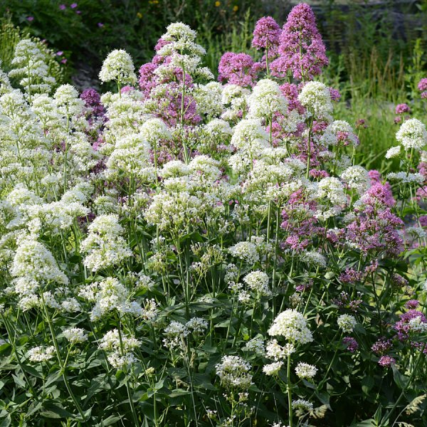 MAVUŇ - CENTRANTHUS RUBER ALBUS