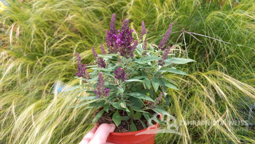 MOTÝLÍ KEŘ - BUDDLEJA DAVIDII BUTTERFLY CANDY LITTLE PURPLE