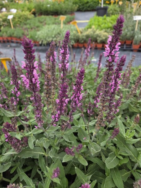 ŠALVĚJ HAJN - SALVIA NEMOROSA CARADONNA PINK