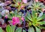 LEWISIA ELISE BRIGHT MIX