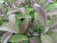 ŠALVĚJ MODRÁ - SALVIA OFFICINALIS PURPUREA