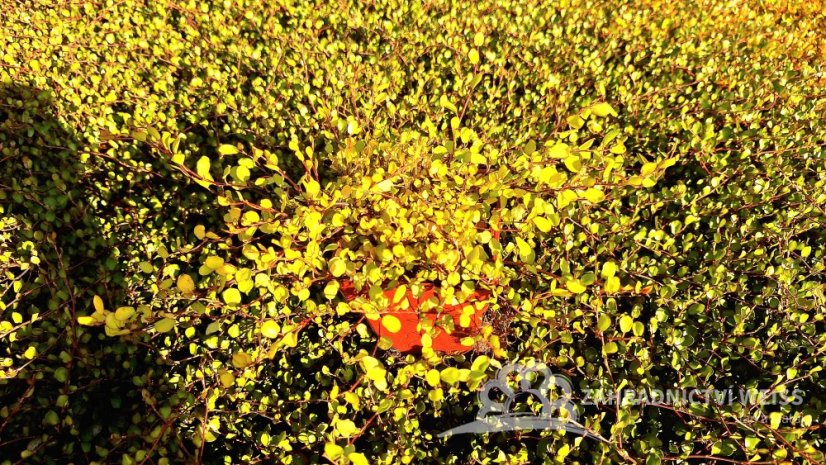 MUHLENBECKIA GOLDEN GIRL - MUHLENBECKIE ŽLUTÁ