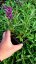 MOTÝLÍ KEŘ - BUDDLEJA DAVIDII BUTTERFLY CANDY LITTLE PURPLE