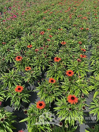 ECHINACEA SUNMAGIC VINTAGE ORANGE